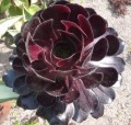  Aeonium arboreum "Zwartkop" ("Schwarzkopf") - svartrödbladig trä 