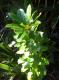 Arbutus unedo - smultronträd 
