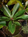  Arbutus unedo - smultronträd 