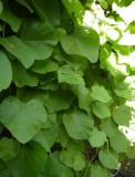  Aristolochia macrophylla (durior) - storbladig pipranka 