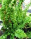  Chamaecyparis obtusa "Teddy Bear" - japansk dvärgcypress 
