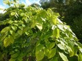  Cladrastis lutea - amerikansk gulved 