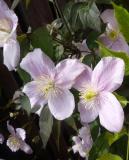  Clematis montana "Mayleen" - bergsklematis 