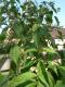 Clerodendron trichotomum - frilandsklerodendron 