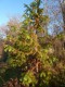  Cunninghamia lanceolata - mandaringran 
