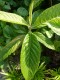  Eriobotrya japonica - japansk mispel 
