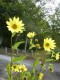  Helianthus "Lemon Queen" - septembersolros 