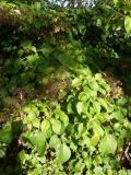  Hydrangea anomala ssp. petiolaris - klätterhortensia 