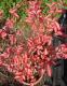  Lagerstroemia speciosa (flos-reginae) - ”Pride of India” 