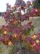  Liquidambar styraciflua - ambraträd 
