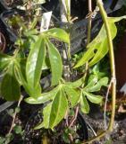  Passiflora caerulea "Constance Elliott" - vit passionsblomma 