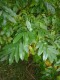  Pterocarya stenoptera - kinesisk vingnöt 