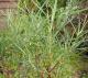  Salix elaeagnos ”Angustifolia” - lavendelvide (rosmarinvide) 