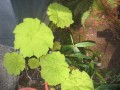  Astilboides tabularis - parasollblad 