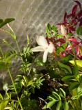  Jasminum officinale - äkta jasmin 